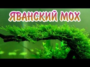 ВСЕ СЕКРЕТЫ СОДЕРЖАНИЯ ЯВАНСКОГО МХА