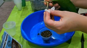 КОМНАТНЫЕ РАСТЕНИЯ(ЦВЕТЫ).ПОСЫЛКА С ХОЙЯМИ.