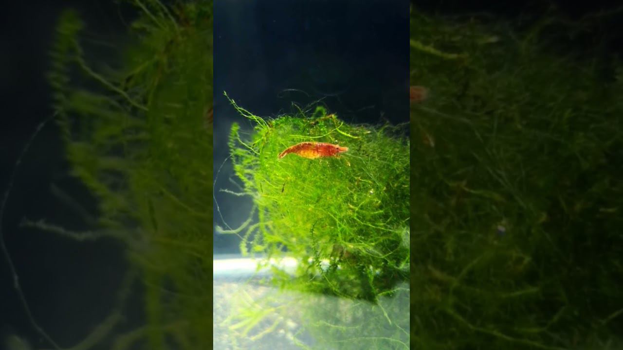 Беременная креветка черри смотреть онлайн