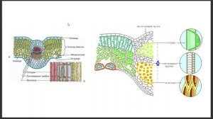 Юниор Биология для начинающего олимпиадника 7 класс Тема 1 Анатомия листа