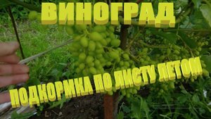 Чем подкормить виноград летом
