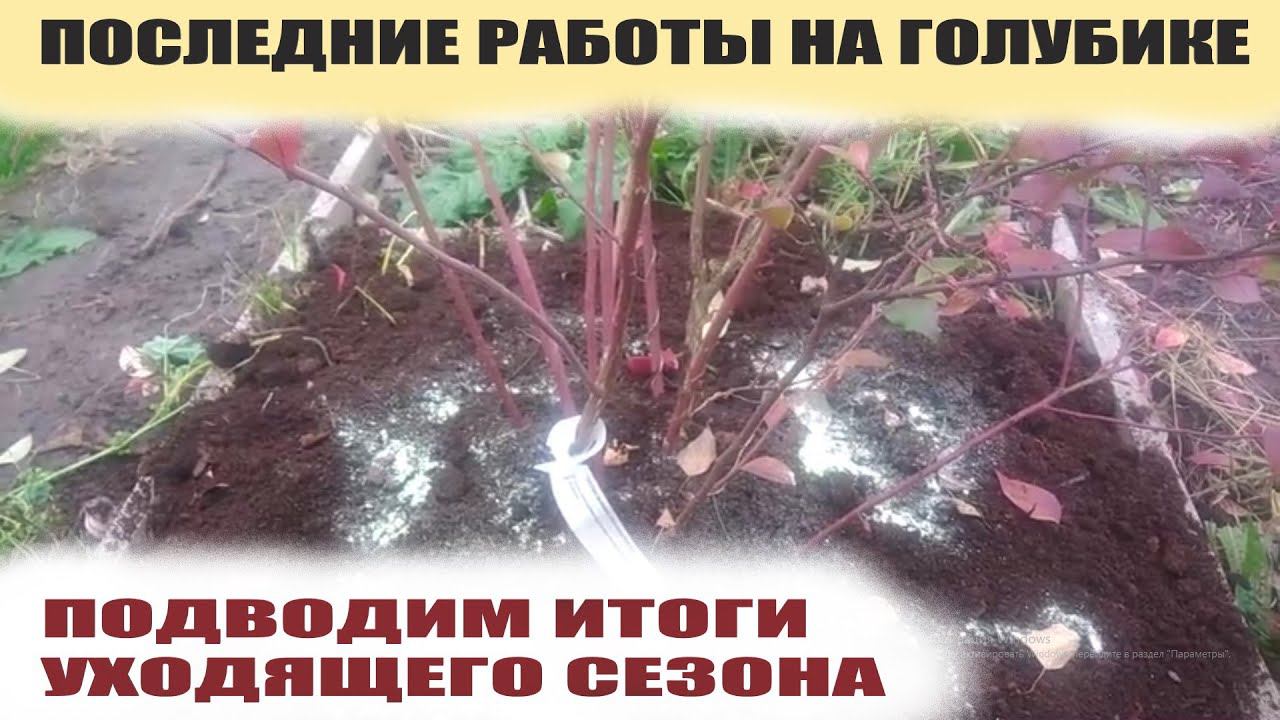 Подготовка голубики к зиме.Уход за голубикой садовой осенью