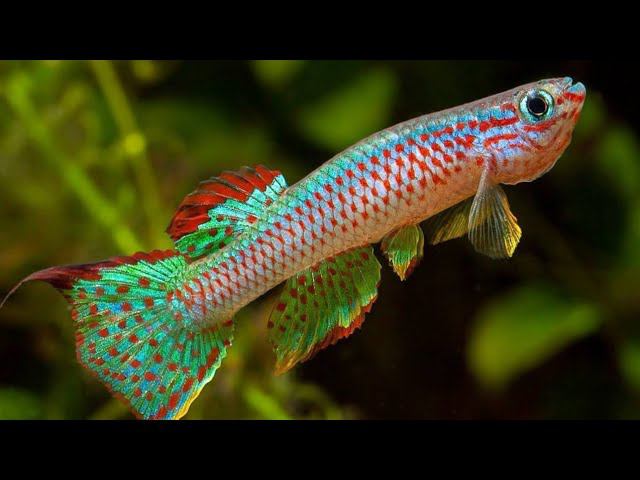 По подробнее о мальках килли фиш смотреть онлайн