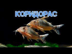 СОМИКИ КОРИДОРАСЫ. СОДЕРЖАНИЕ В АКВАРИУМЕ И РАЗВЕДЕНИЕ