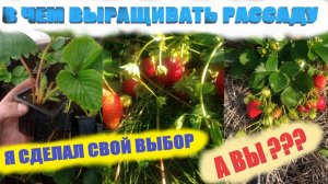 Рассада клубники в домашних условиях.В чем выращивать рассаду клубники