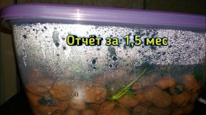 Результат анубиасов в тепличке
