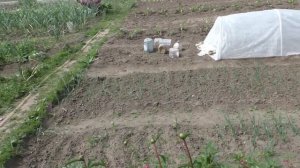 КОПЧЁНЫЙ КАРАСЬ ХОЛОДНОГО КОПЧЕНИЯ! Коптильня Hobby Smoke. НАШ ОГОРОД!