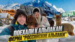 Ферма "РОССИЙСКИЕ АЛЬПАКИ" ! Поехали на Ферму к альпакам ! зайцев тв ! zaitcev tv