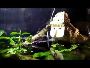 Анубиасы над водой