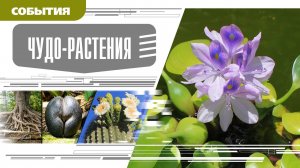 ЧУДО-РАСТЕНИЯ. Аудиокнига. Время События Люди!