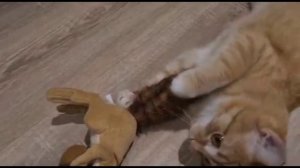 Кот играет с белкой
