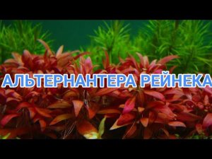 АЛЬТЕРНАНТЕРА РЕЙНЕКА. СОДЕРЖАНИЕ В АКВАРИУМЕ