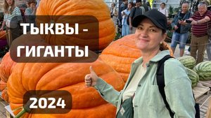 Тыквы-гиганты, 2024