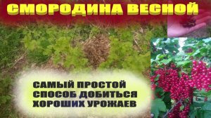 Уход за смородиной.Чем подкормить смородину весной для хорошего урожая