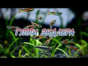 ГУППИ ЭНДЛЕРА. СОДЕРЖАНИЕ И РАЗВЕДЕНИЕ В АКВАРИУМЕ.