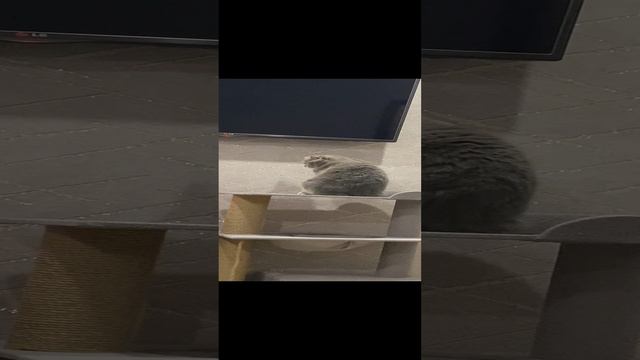 Кот лезет под телевизор