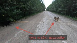 Чуть не сбил двух собак, и не попал в аварию далеко от дома ....
