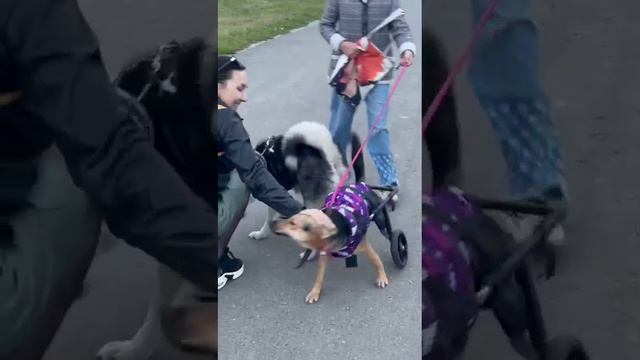 Тележка Animal Mobile для активной собаки
