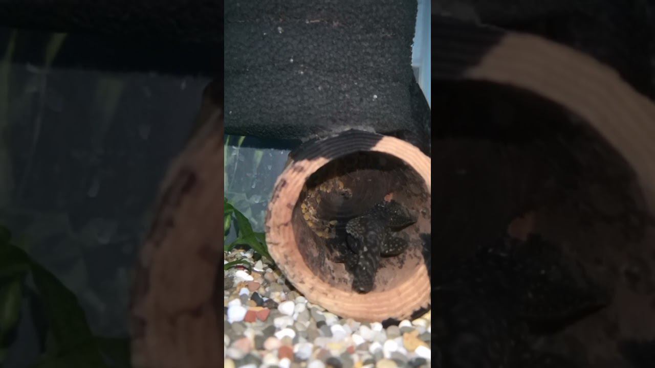 Долгожданный нерест смотреть онлайн