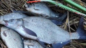 Крупный ЛЕЩ и КАРАСЬ на ПОПЛАВОК - РЫБАЛКА на реке осенью