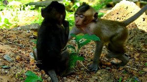 Pity Little Brutus Jr cry loudly angry mom Jill weaning him | Small Brutus Jr request milk mom |