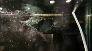 НЕРЕСТ ГУРАМИ