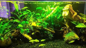 Включила кулеры в аквариуме