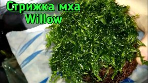 Стрижка мха willow