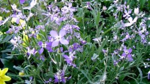 Матиола - Безрассадный Способ Выращивания и Уход на Урале.