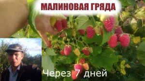 Сорта ремонтантной малины.Малина Малиновая гряда