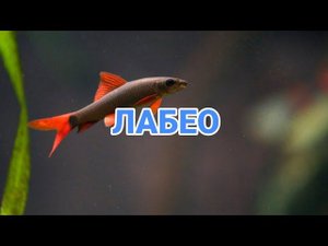 ЛАБЕО . СОДЕРЖАНИЕ В АКВАРИУМЕ.
