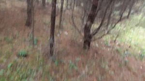 По ГРИБЫ В КОНЦЕ СЕНТЯБРЯ! ЛЕС И ГРИБЫ!!!