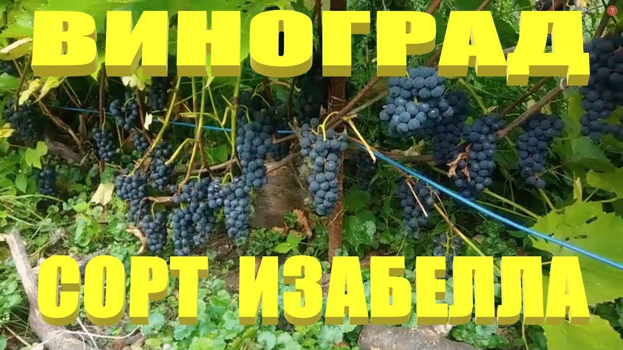 ВИНОГРАД ИЗАБЕЛЛА.СОРТ ВИНОГРАДА ИЗАБЕЛЛА