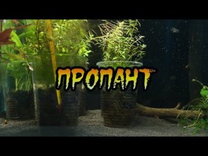 ЗАСЫПАЛ ПРОПАНТ В АКВАРИУМ НА 30 ЛИТРОВ