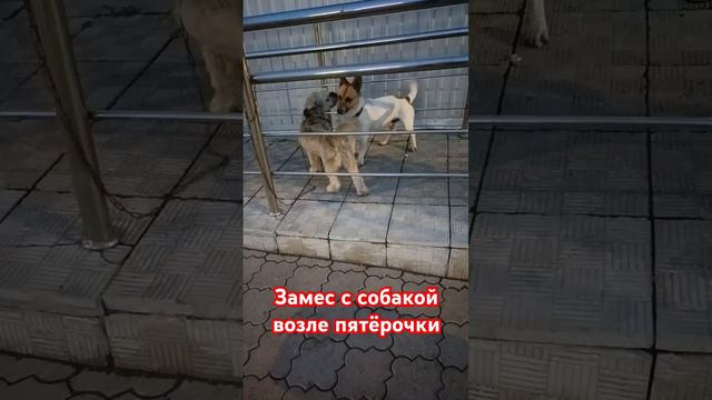 Почти драка собачки нашей.