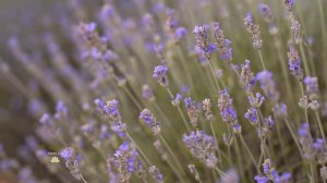 THE HAPPIEST DAY - Mars Lasar