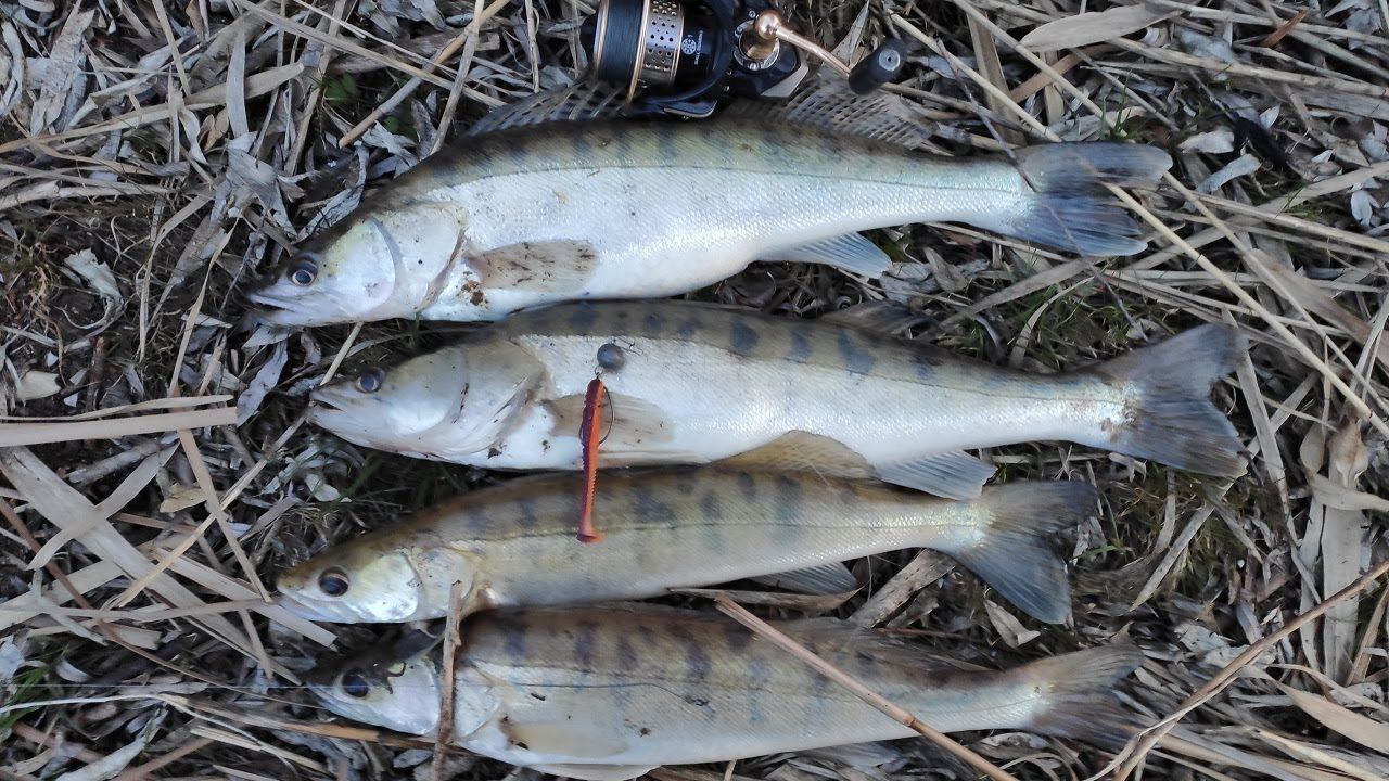 ЛОВЛЯ СУДАКА НА ДЖИГ, НАЛОВИЛ КЛЫКАСТЫХ ЗА ПОЛЧАСА Рыбалка на спиннинг весной