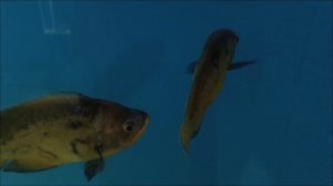 Генджик зоопарк Олимп