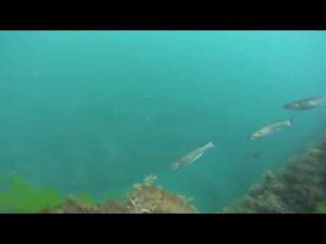 Кефаль Черное море (07.08.2018)