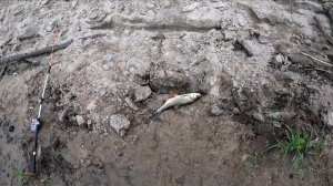 КРУПНЫЙ ЯЗЬ НА ФИДЕР. РЫБАЛКА С ШУРИНОМ. АРХАНГЕЛЬСКАЯ РЫБАЛКА НА СЕВЕРНОЙ ДВИНЕ! ЧТО МЫ ПОЙМАЛИ...