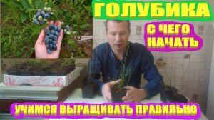 ГОЛУБИКА ПОСАДКА И УХОД.Как правильно подготовить обрезать саженцы голубики перед посадкой