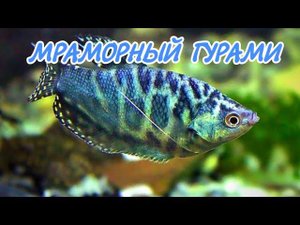 МРАМОРНЫЙ ГУРАМИ. СОДЕРЖАНИЕ И РАЗВЕДЕНИЕ.