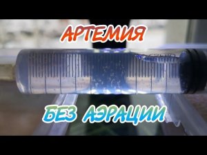 РАЗВЕДЕНИЕ АРТЕМИИ БЕЗ АЭРАЦИИ.