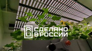 Светодиодная система X-Space в лаборатории скоростной селекции растений ВНИИСБ.