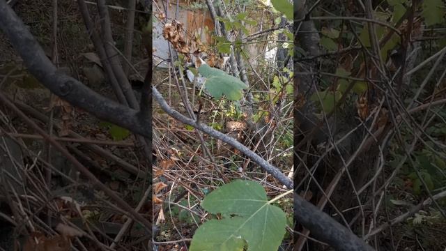 Семейство Енотов залезли на дерево от собак средь бела дня.