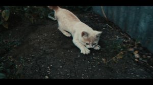 котенок Zефирка #лето #mcpro24fps #котенок #djiom6 #anamorphic