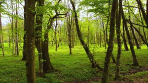 Ласкино парк_УК