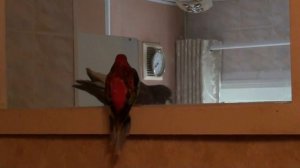 Попугай против голубя.Через стекло.