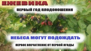 Ежевика садовая Небеса могут подождать первый год плодоношения и первое впечатление об этом сорте