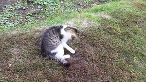 Котенок играет с мышкой
